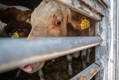 Krávy z Rakouska v transportu na odpočívadle v Turecku - Nevinné oběti